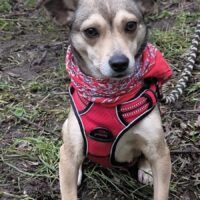 Ally, kleine Dame sucht ihr Körbchen