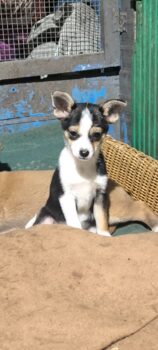 Ronja, kleine Maus, sucht ihre Familie