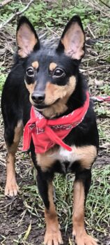 MAYA, süßer Pinscher MIX zum lieb haben