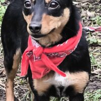 MAYA, süßer Pinscher MIX zum lieb haben