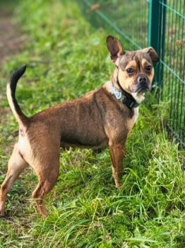 Bule: Weibchen • geb.ca. 2020-2022 • 35cm