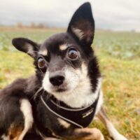 Munia: Weibchen • geb.ca. 2017-2019 • 35cm