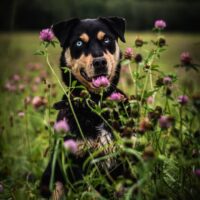 Leila: Weibchen • geb.ca. 2020-2022 • 47cm • 15kg