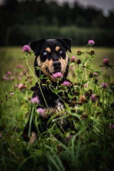 Leila: Weibchen • geb.ca. 2020-2022 • 47cm • 15kg