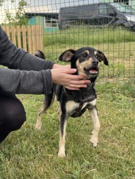 Rikutis: Rüde • geb.ca. 2019-2021 • 40cm