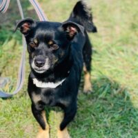 Denis: Rüde • geb.ca. 2016-2018 • 35cm