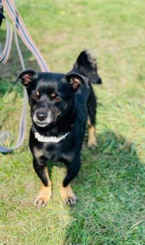 Denis: Rüde • geb.ca. 2016-2018 • 35cm