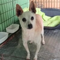 Der süße kleine Darco sucht ein Zuhause