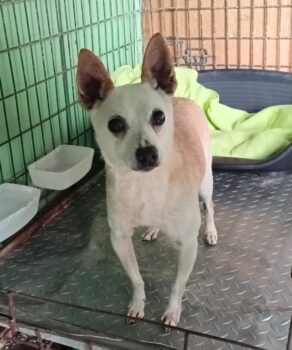 Der süße kleine Darco sucht ein Zuhause