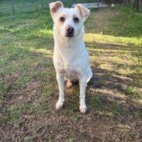 Deby sucht ihr Körbchen