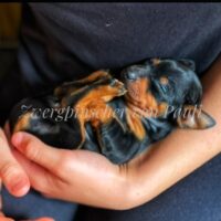 Süßes Zwergpinscher Mädel