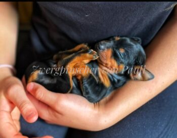 Süßes Zwergpinscher Mädel