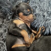 Süßer Zwergpinscher Bub