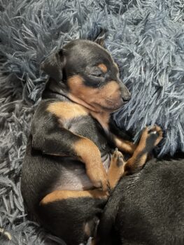 Süßer Zwergpinscher Bub