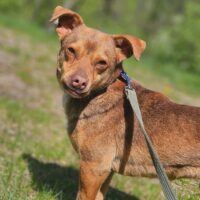 Braunis: Rüde • geb.ca. 2020-2022 • 35cm • 8kg