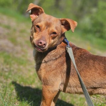 Braunis: Rüde • geb.ca. 2020-2022 • 35cm • 8kg