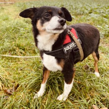 Urdis: Rüde • geb.ca. 2020-2022 • 35cm