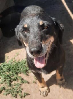 RA: Rüde, geboren 2016, Gewicht 13kg, Größe 40cm