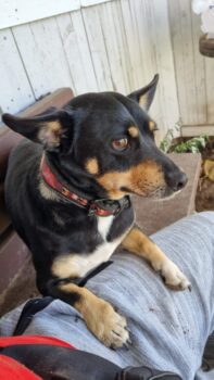 Rokutis: Rüde • geb.ca. 2018-2020 • 35cm