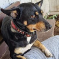 Rokutis: Rüde • geb.ca. 2018-2020 • 35cm