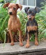 two mini pinscher puppies