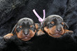 Miniature Pinscher puppies, 5 days old