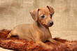 Miniature Pinscher puppy, 2 months 1 week old